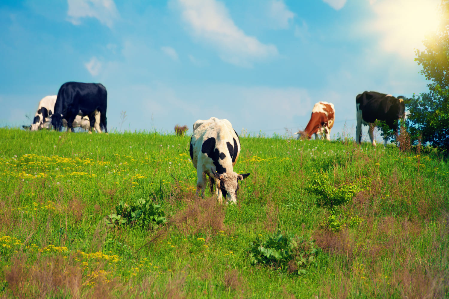 Cows grazing in a green meadow